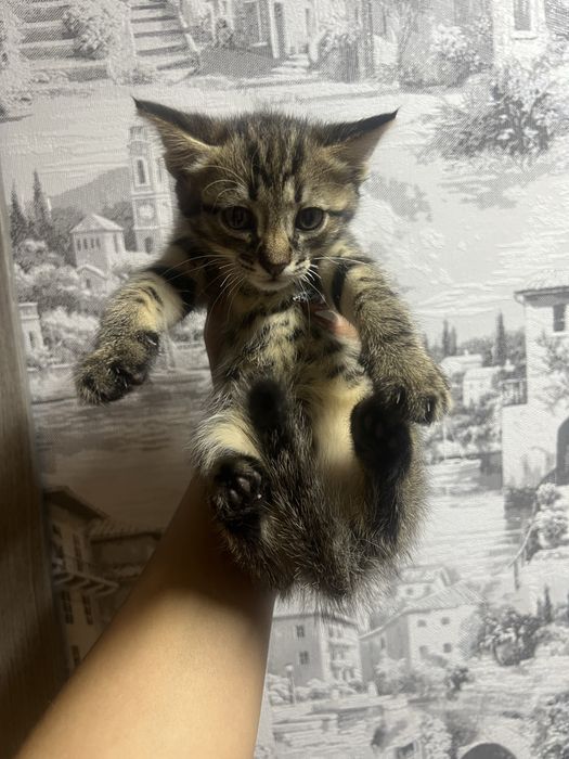 Котята в хорошие руки