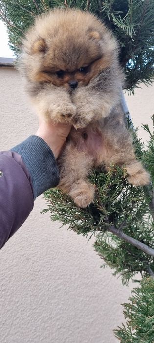 Померан померан.