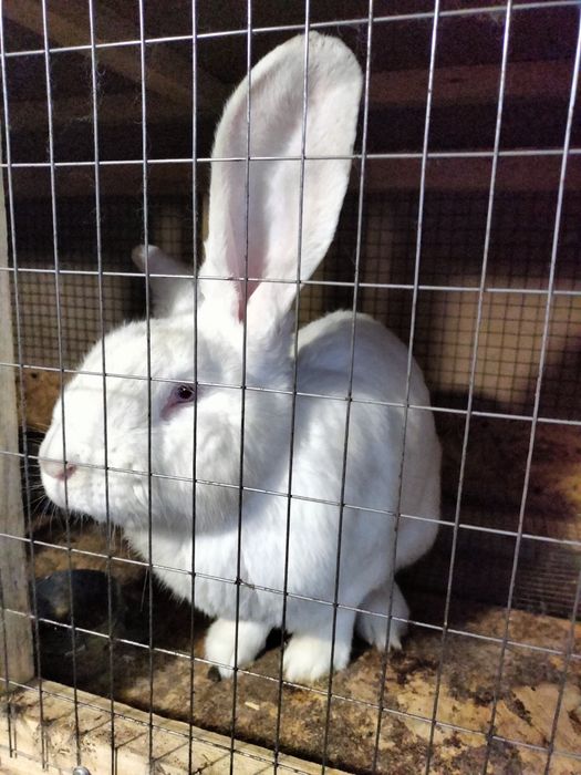 Продам кроликов .