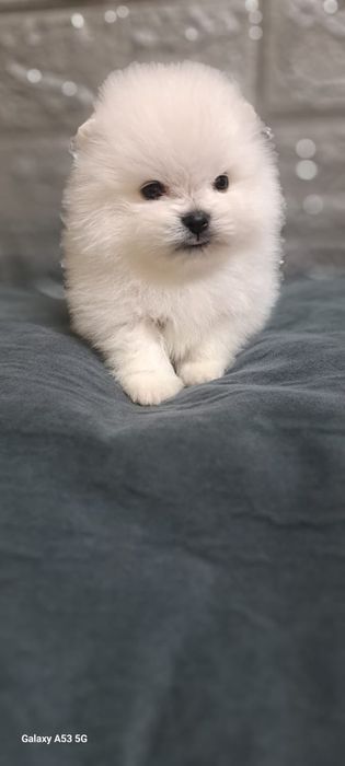 Шпицы щеночки продам