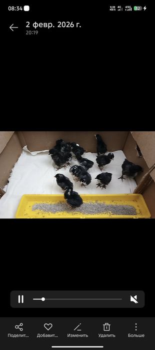 Балапандар сатылады