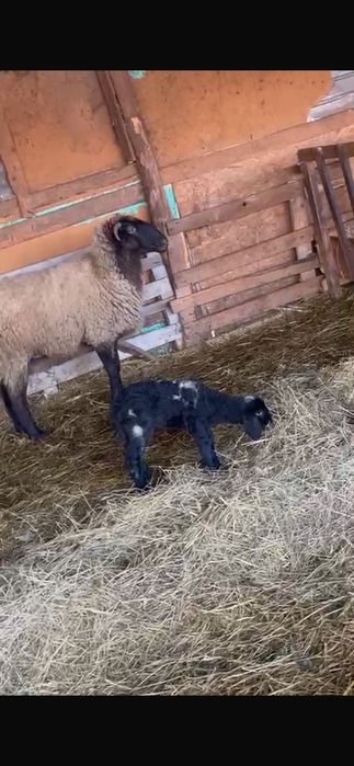 Vând oi carabasa cu cap negru de Teleorman