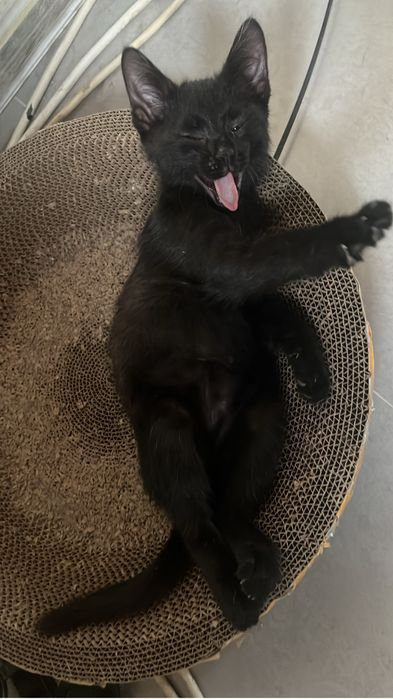 Котенок мальчишка озорник ищет дом