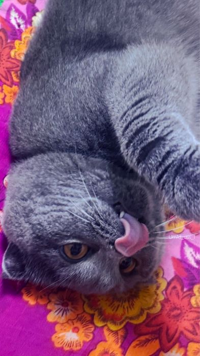 Породаси бошка мушукга абмен киламан сотиб олмокши босангиз сотлади