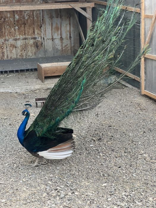 Pauni maturi 25 varietati de culoare