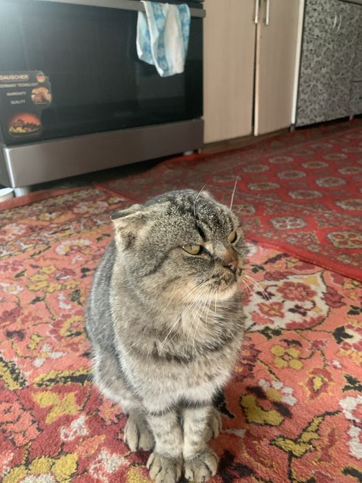 Кошка кошка кошка