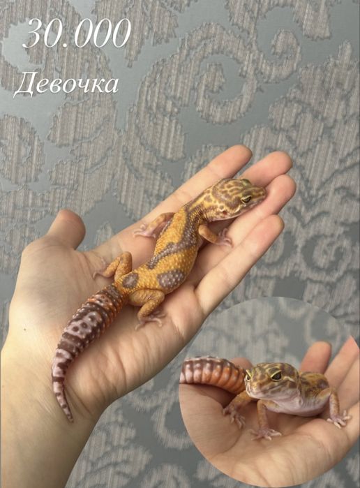 Малыши эублефаров