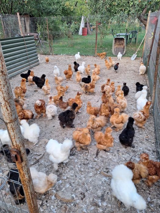 Găini matase japoneza