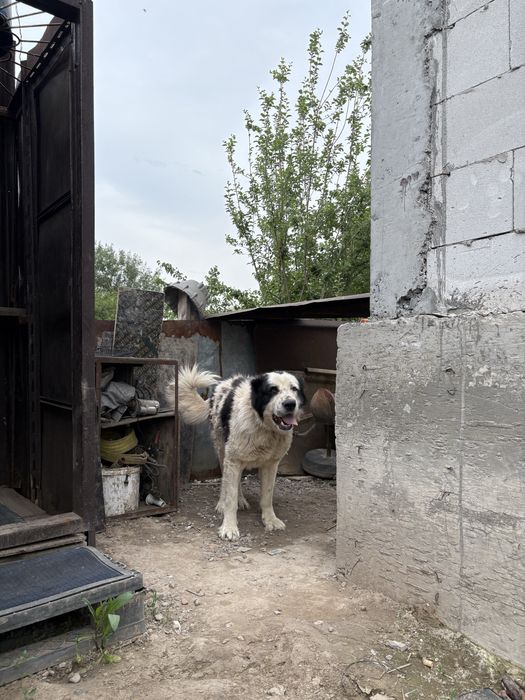 Продам алабай тобет