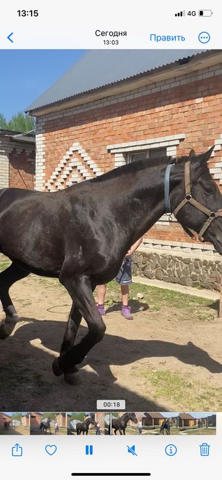 Продам коня француза