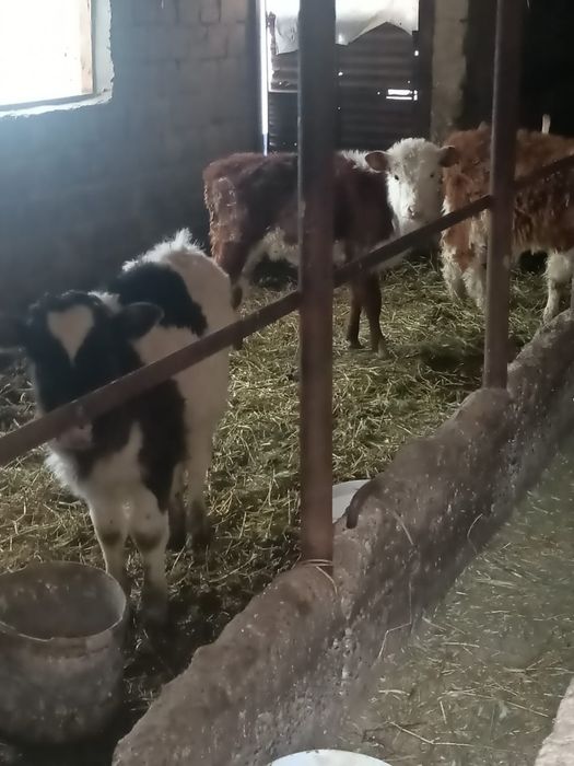 2еркек 1 ургачи сатылады!