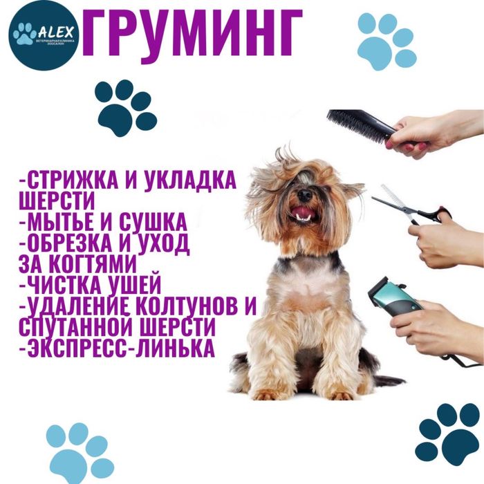 Ветеринарная клиника в городе Каскелен