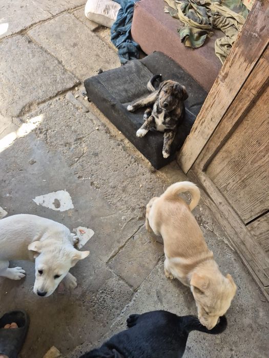 Donez cățeii mamă Șarpei