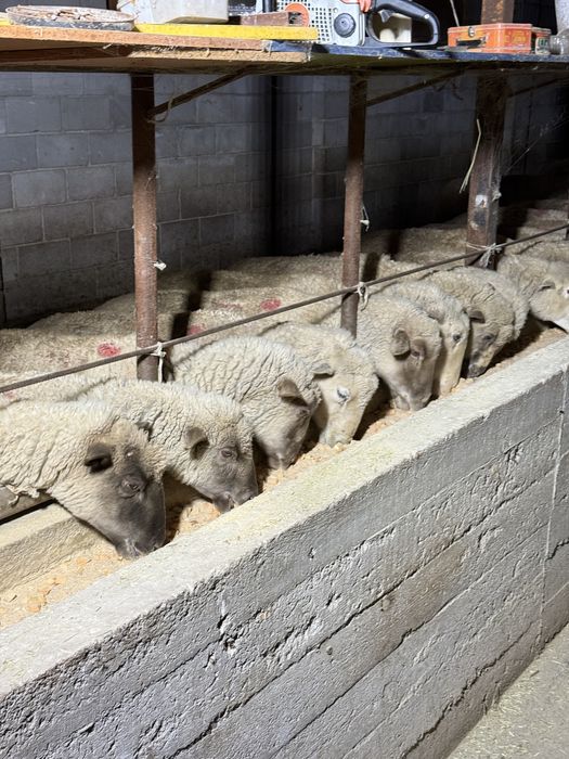 Овец продам упитанных