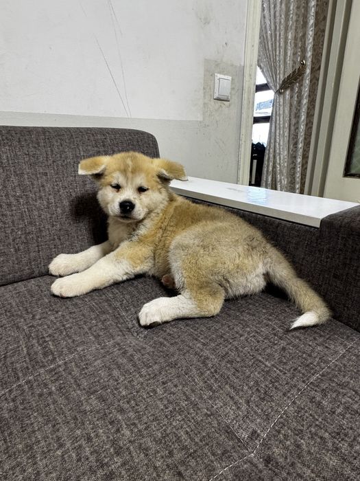 Щенки, кобель, порода акита ину, 2 месяца, 300$