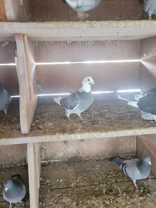 Porumbei voiajori / postari