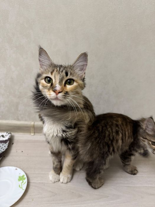 Кошка девочка в добрые руки