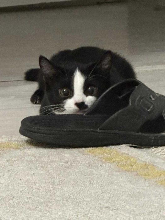 Котенок девочка чёрно белая