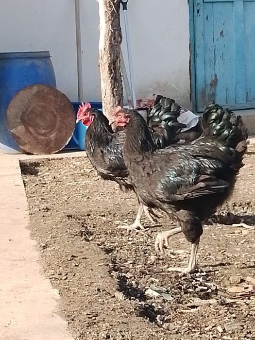 Джерсийский гигант петушки