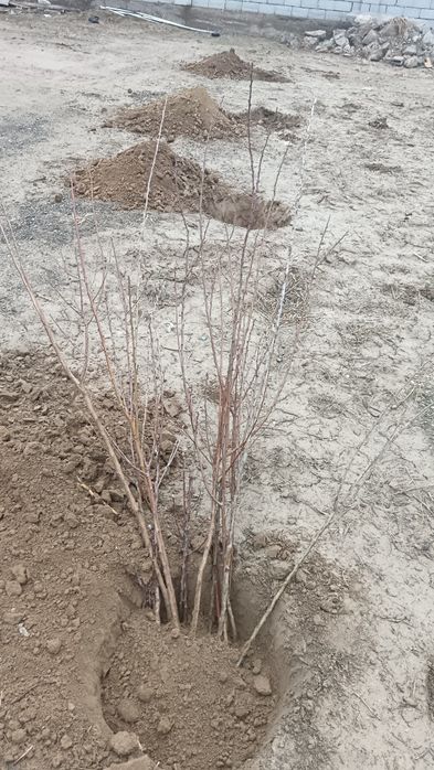 Жеміс ағаштары бар сатылады