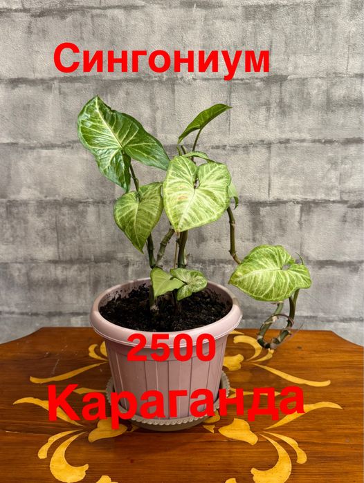 Комнатные растения