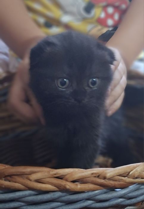 Котята породы скоттиш фолд и скоттиш страйт