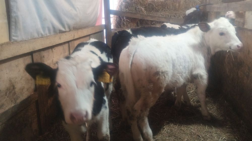 De vânzare 3 vitei și o vițea