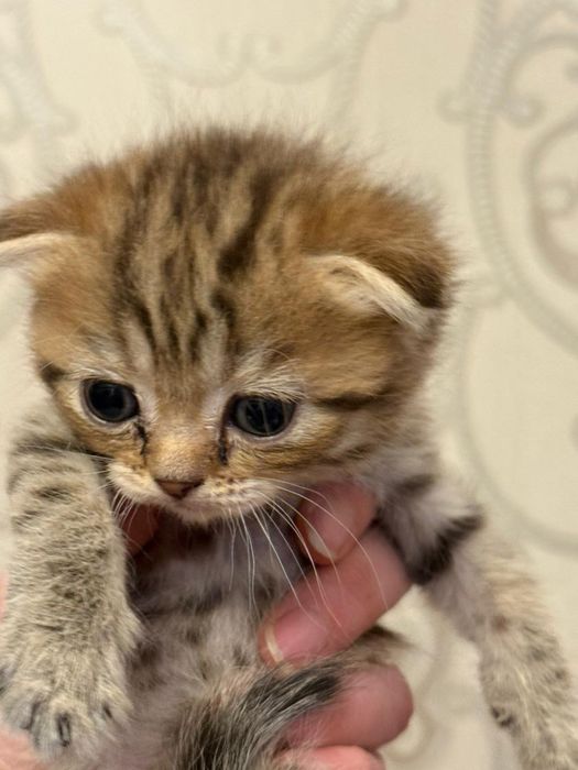 Шотландский мальчик