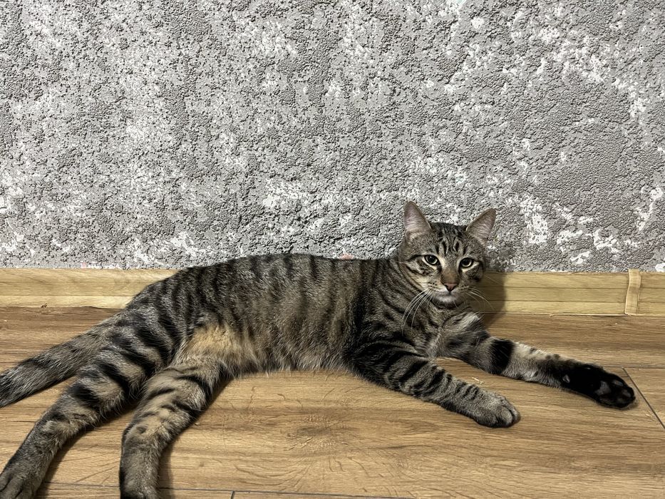 Donez pisica /pisici