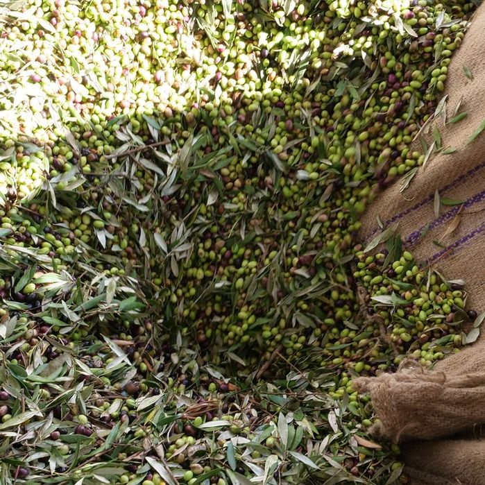 Ulei de măsline Grecia, brut, cu pulpă