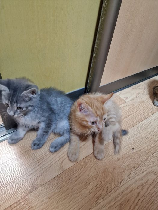 Котята ищут семью