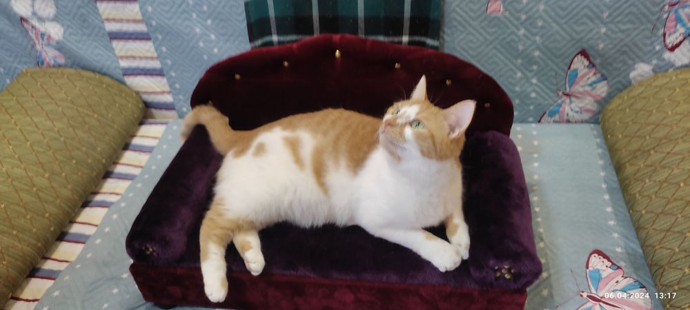 Диванчик для кошки