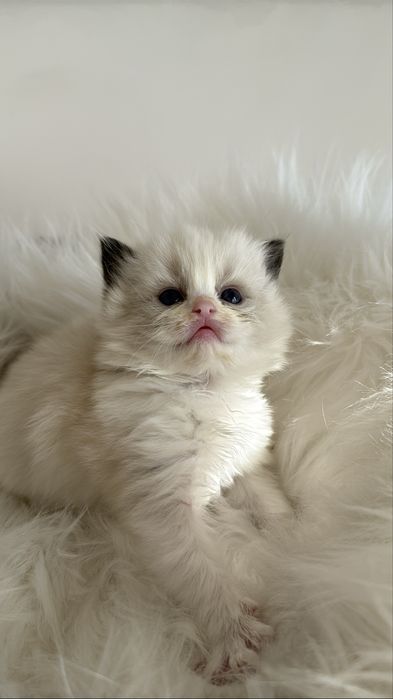 Regdoll Рэгдолл!!!