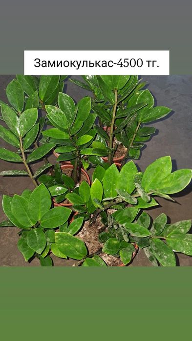 Продам комнатные цветы