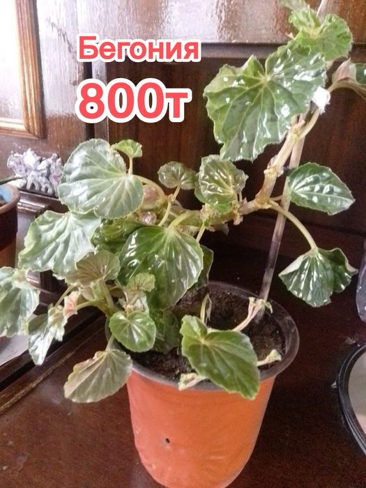 Продам комнатные цветы