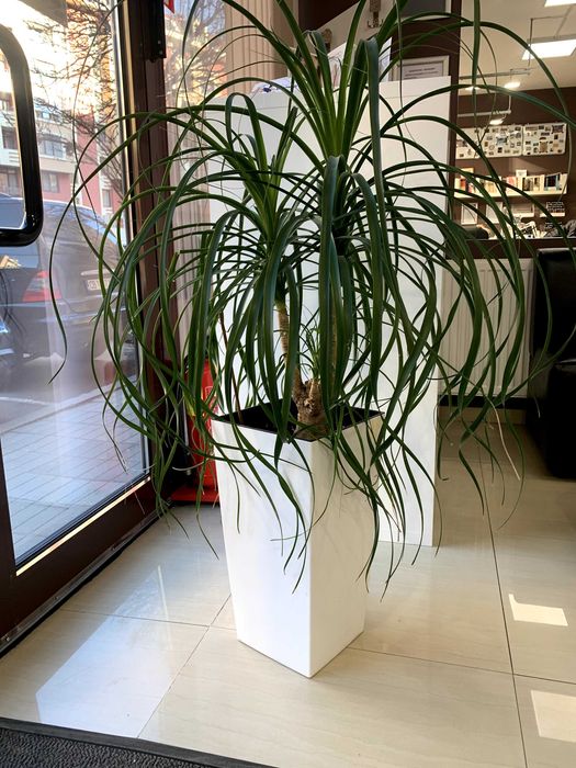 Палма Нолина на 12 години с кашпа