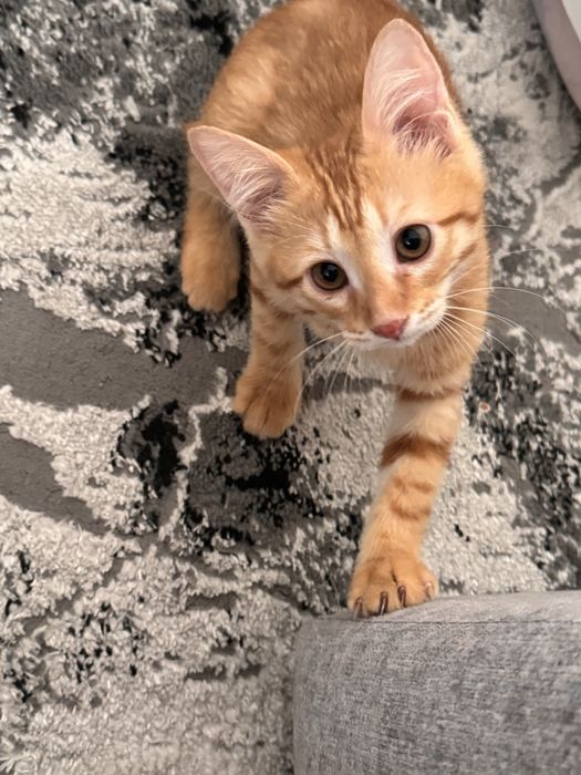 Котенок мальчик! ДАРОМ