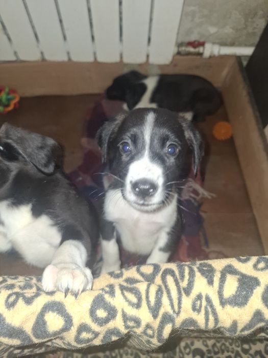 Дарю щенят 2 месяца