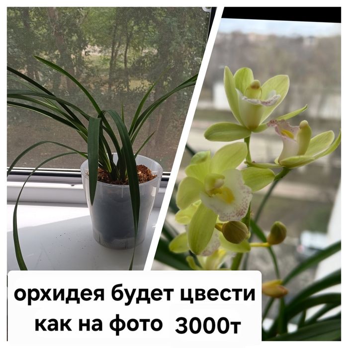 Комнатные цветы разные
