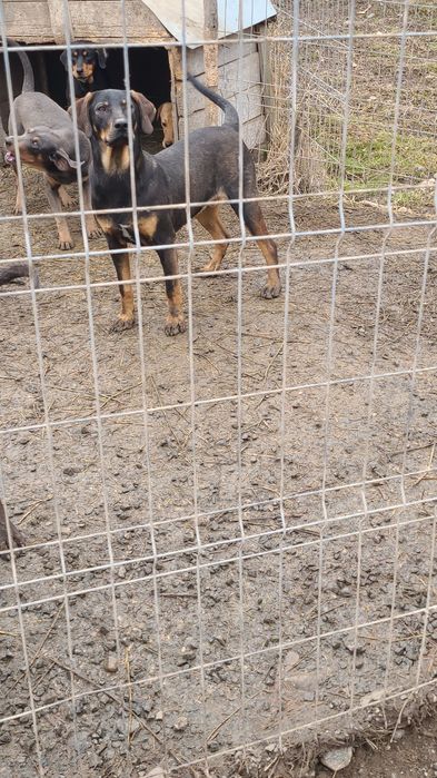 Donez Copoi Ardelenesc