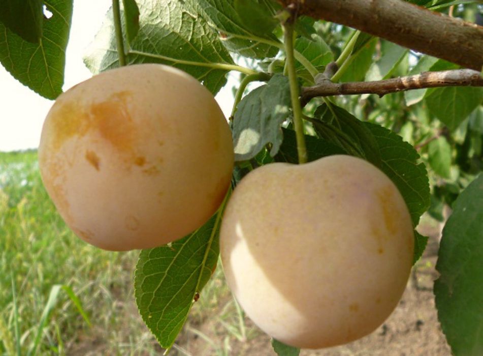 Prun (Soiul White Honey )