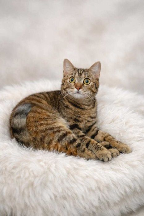 Озорная кошечка ищет дом