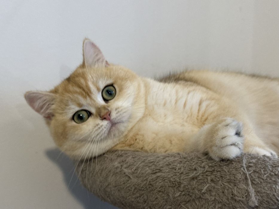 Fetita superba british shorthair golden. Pedigree WCF!