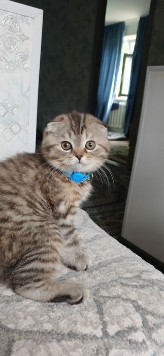 Продаетса катенок скотиш фолд