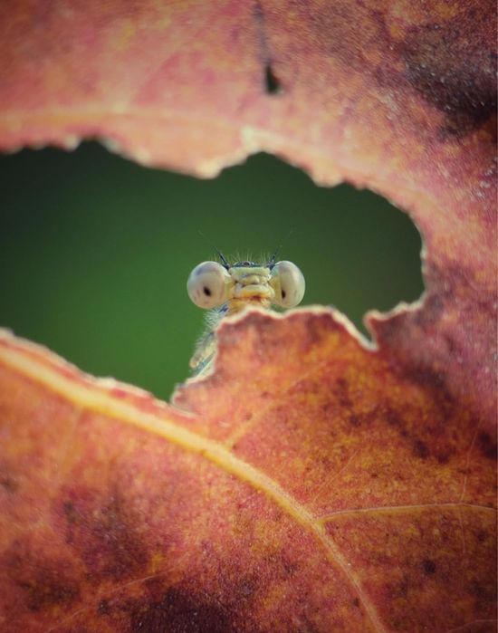 Макро леща Master Macro Lens Pro Kase micro