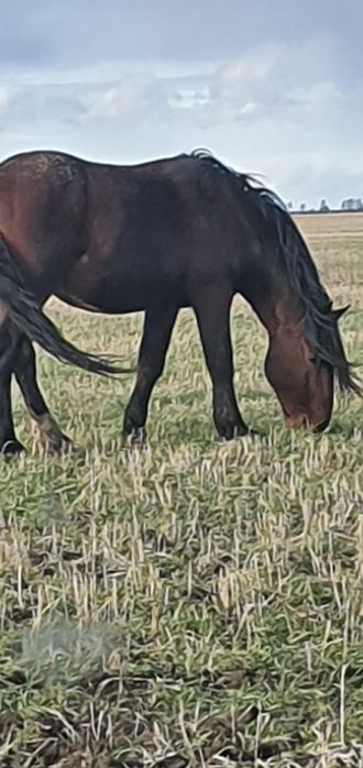 Продам жеребца тяжеловоз