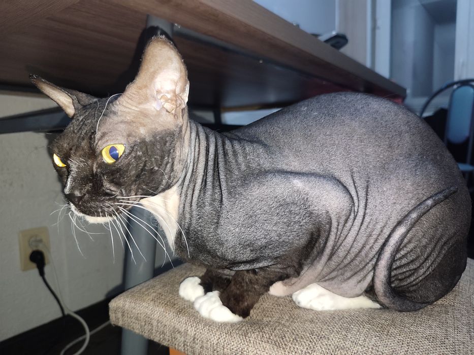 Отдам кота в очень хорошие руки