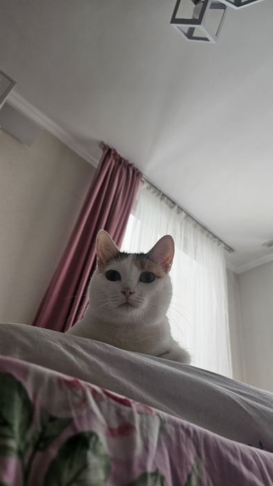 Отдадим в добрые руки. Добрый, чистый