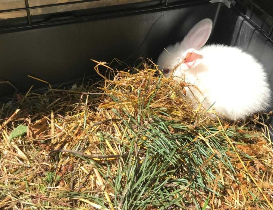 Iepurasi pitici berbec german - mini lop - trimit in tara
