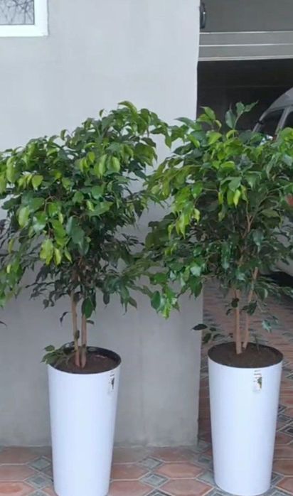 Ofis va xonadon uchun mos gullar sotiladi